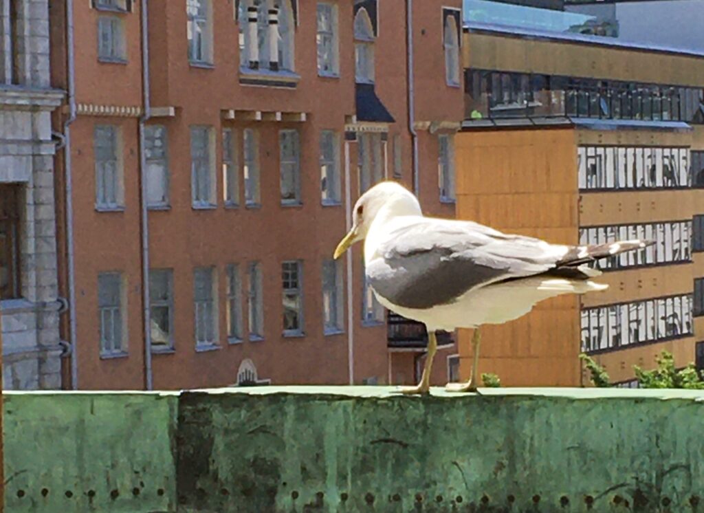 Castrénin jalanjäljillä Helsingissä